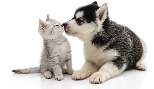 Cute puppy kissing kitten