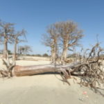 Changement climatique