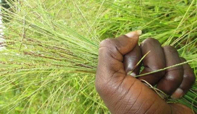 Gerbes de Fonio A la découverte la star des céréales : le Fonio