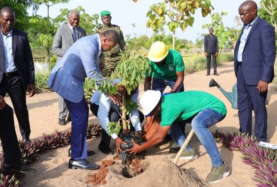 Le président Faure Gnassingbé mettant en terre, un plant de Baobab...