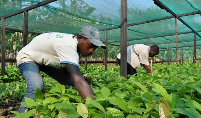 Afrique-Agriculture